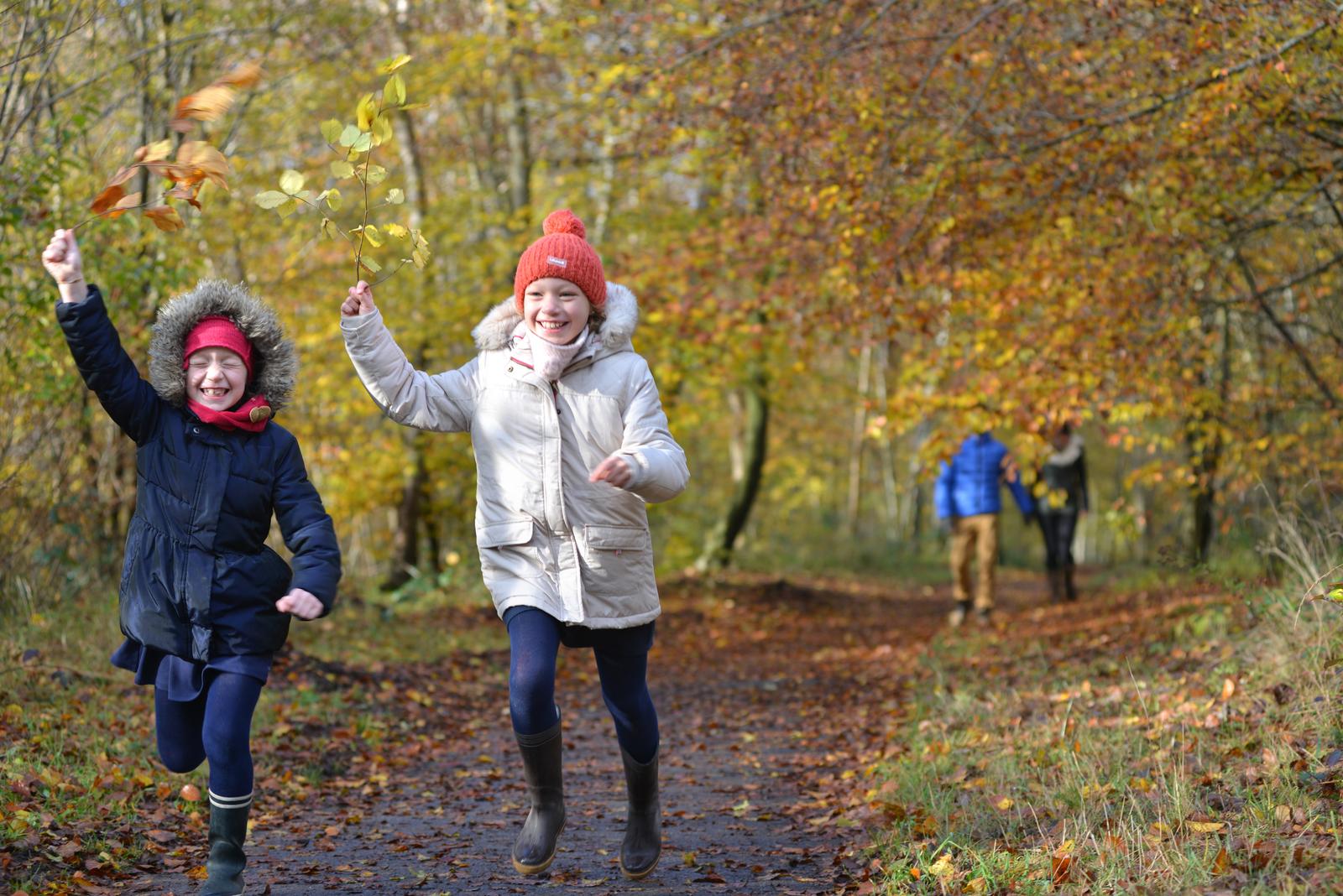 forêt de Compiègne automne