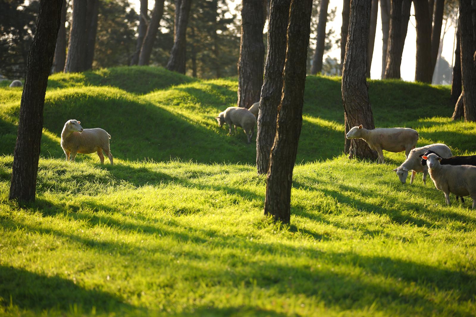Vimy : le parc, site historique national du Canada (5)