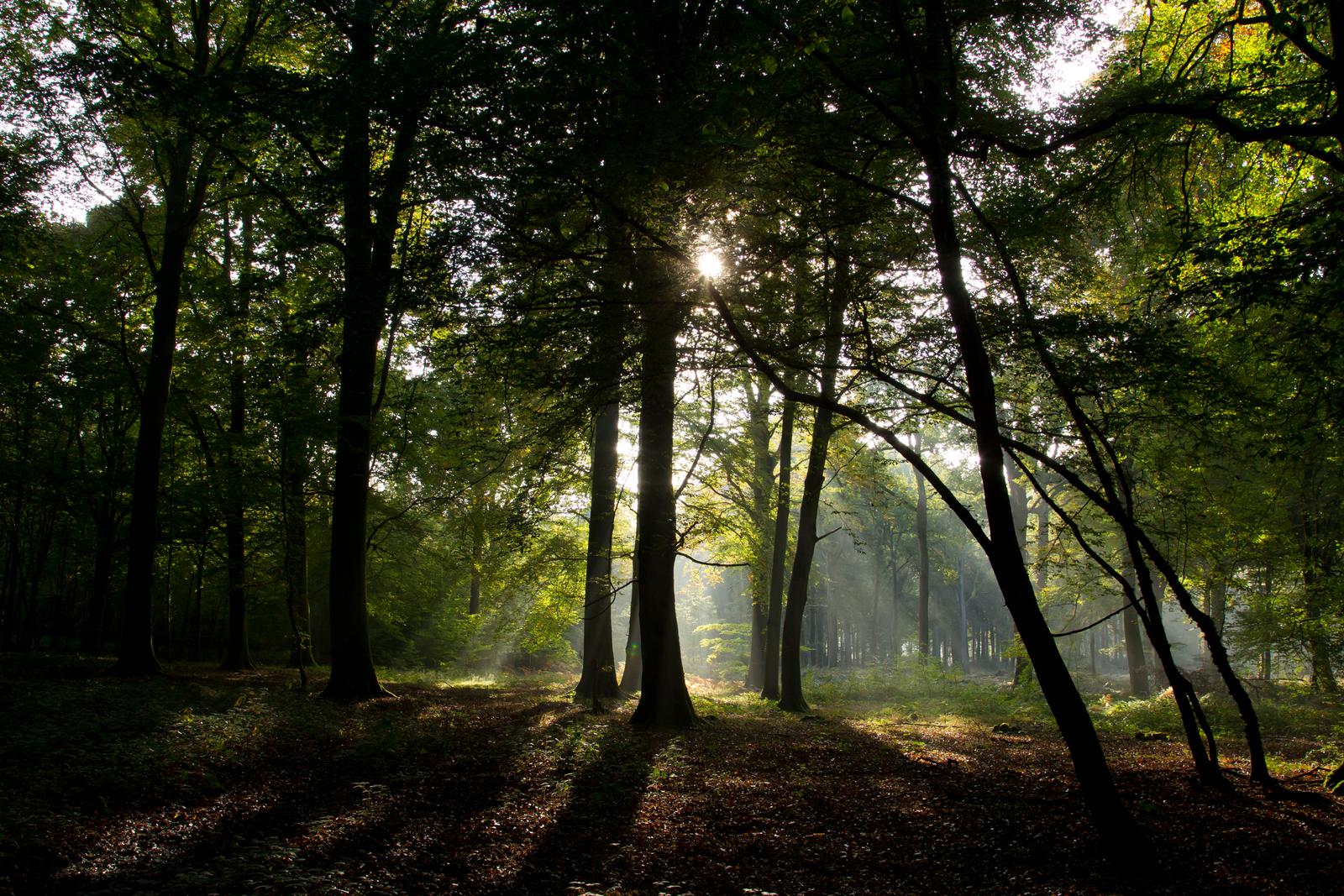 Bernay-en-Ponthieu : Domaine des Célestins - Bleu des Dunes