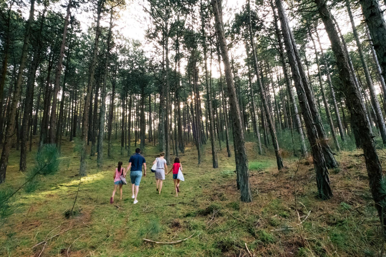 Quend : promenade en famille dans la forêt de pins 06