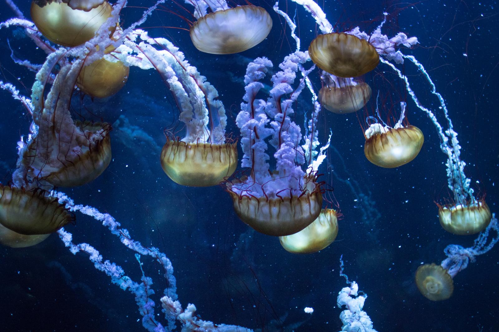 Boulogne-sur-Mer : Nausicaa, méduses