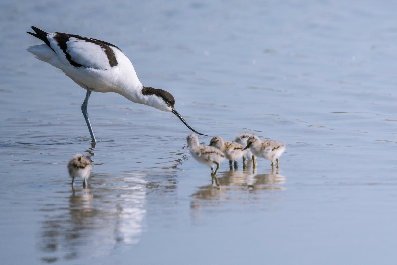 Baie de Somme : avocettes