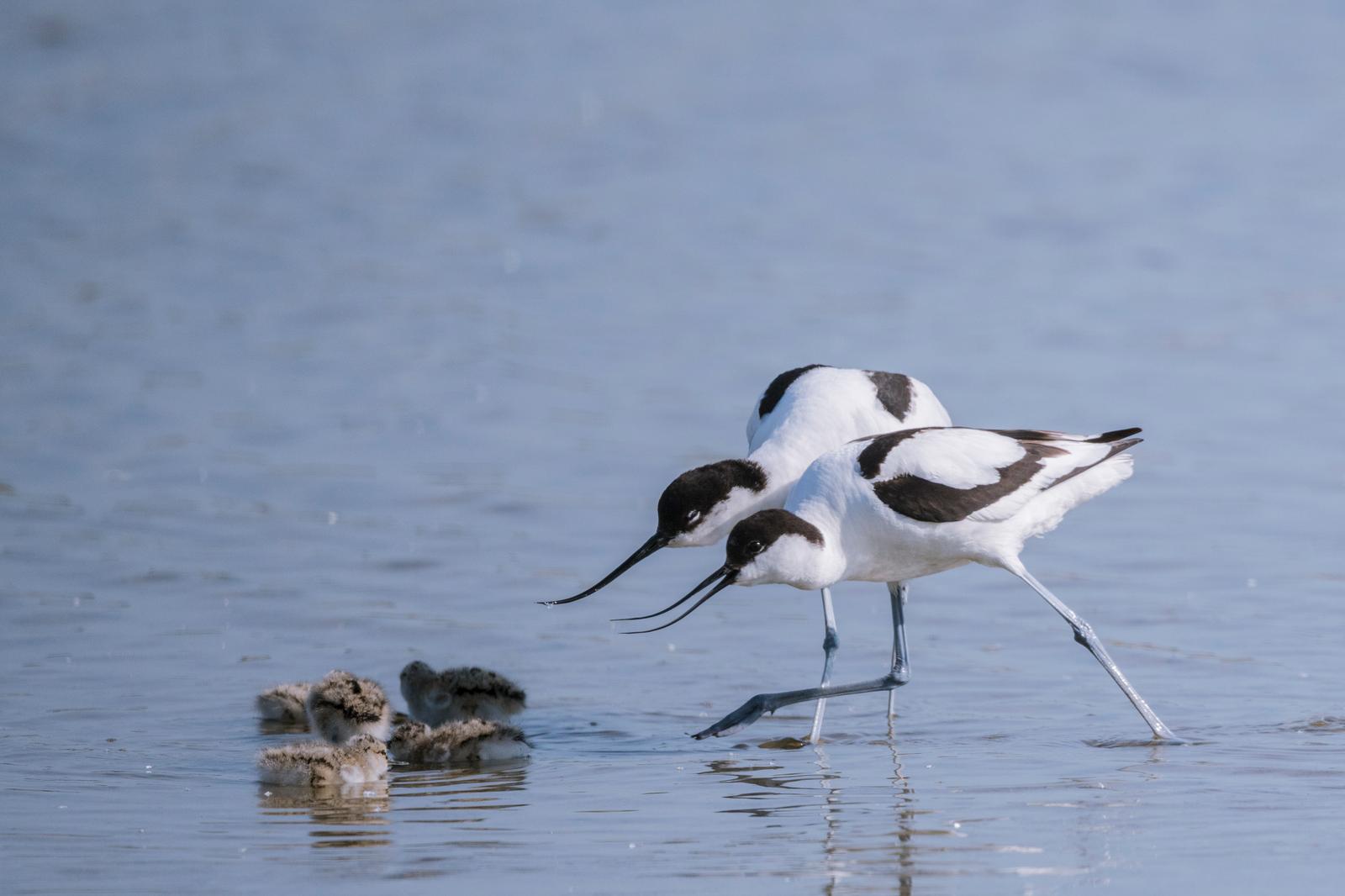 Baie de Somme : avocettes
