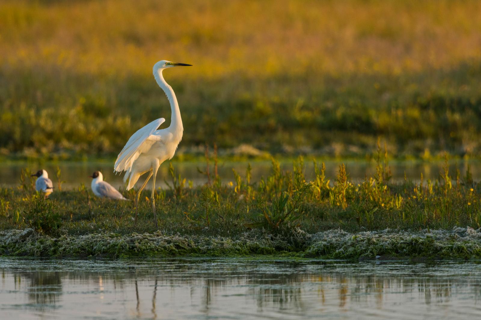 Baie de Somme : grande aigrette