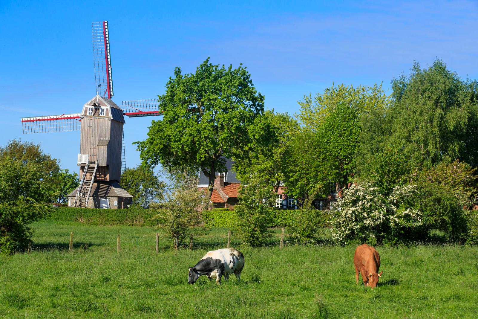 Boeschèpe : moulin des flandres