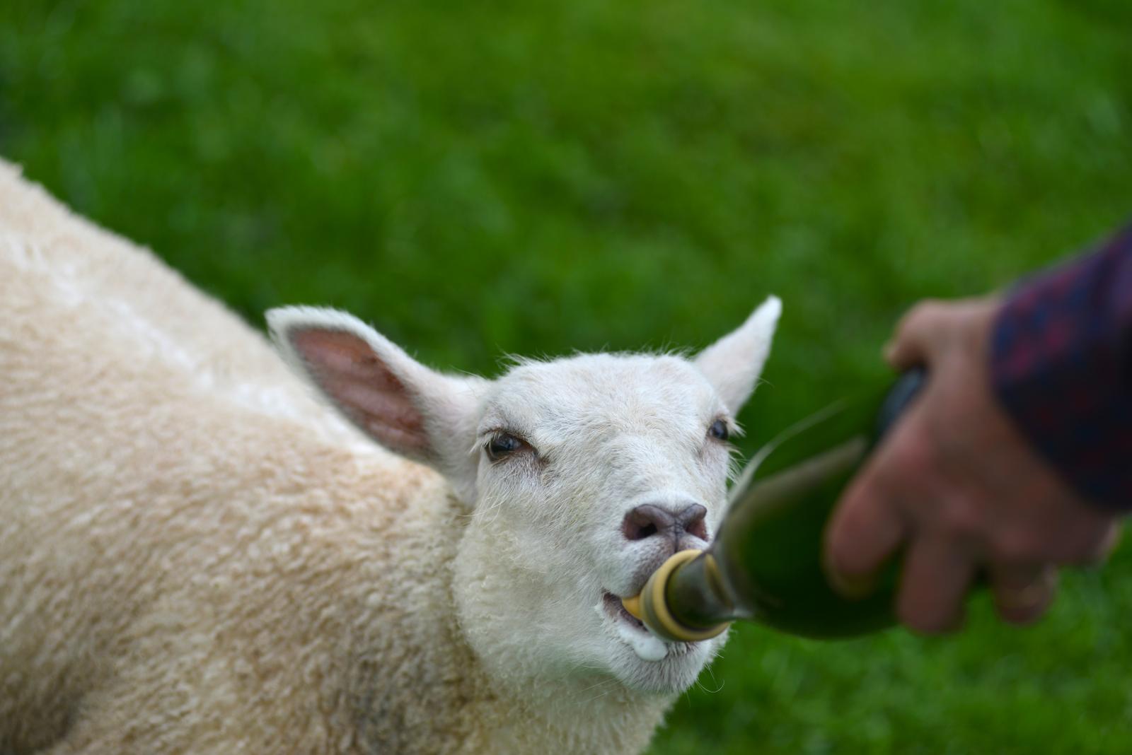 Loison-sur-Créquoise : Villa des Groseilliers 16