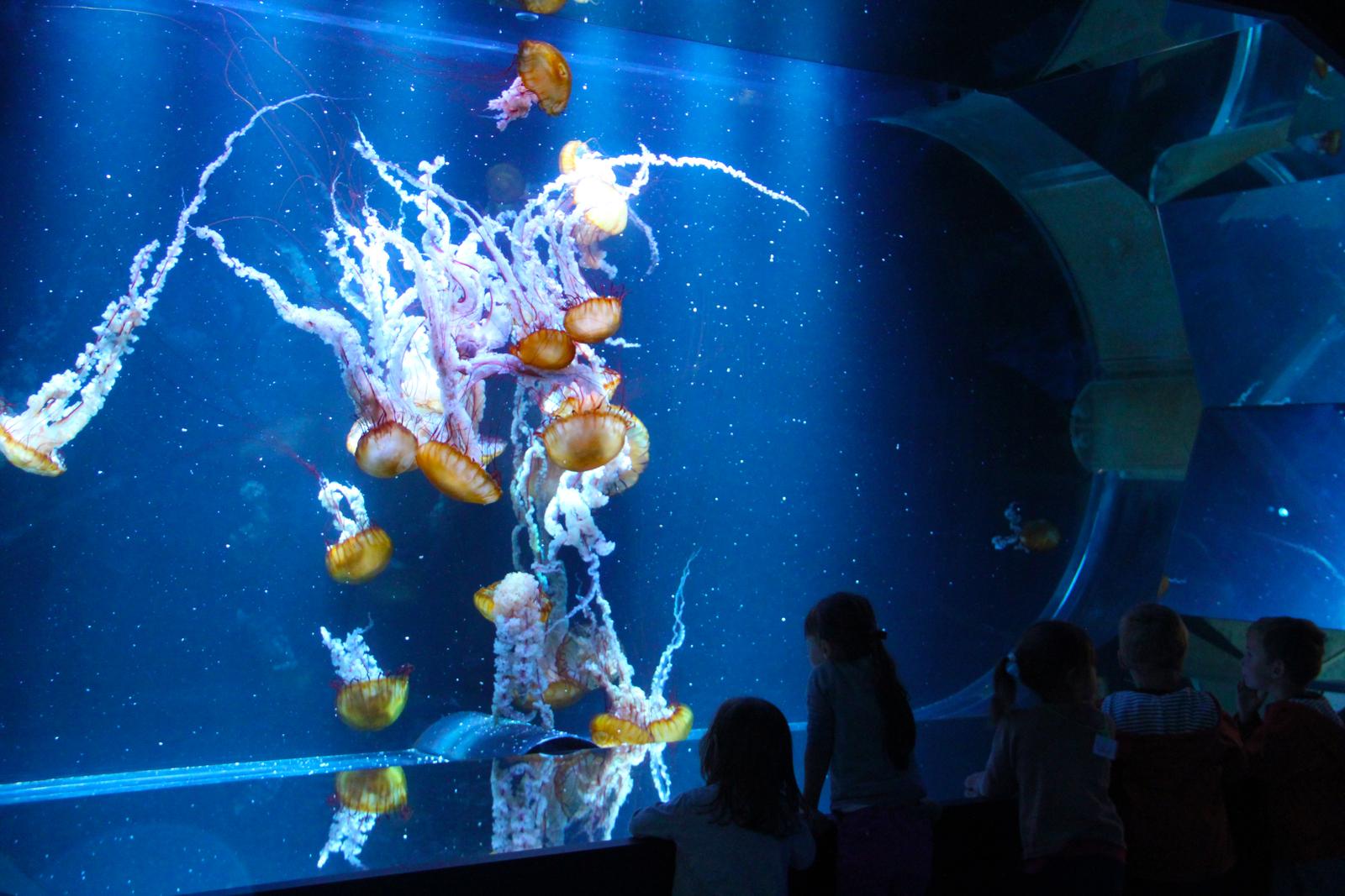 Boulogne-sur-Mer : Nausicaà 02