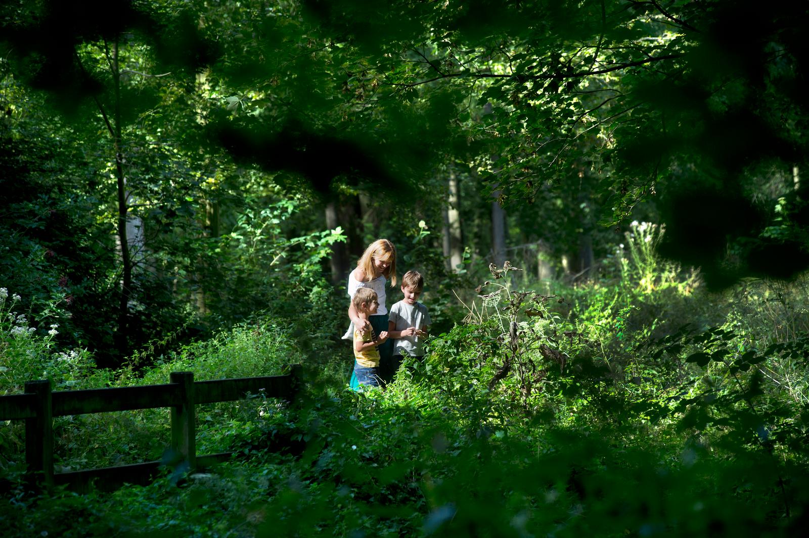 Raismes : forêt de Saint-Amand - Wallers 16