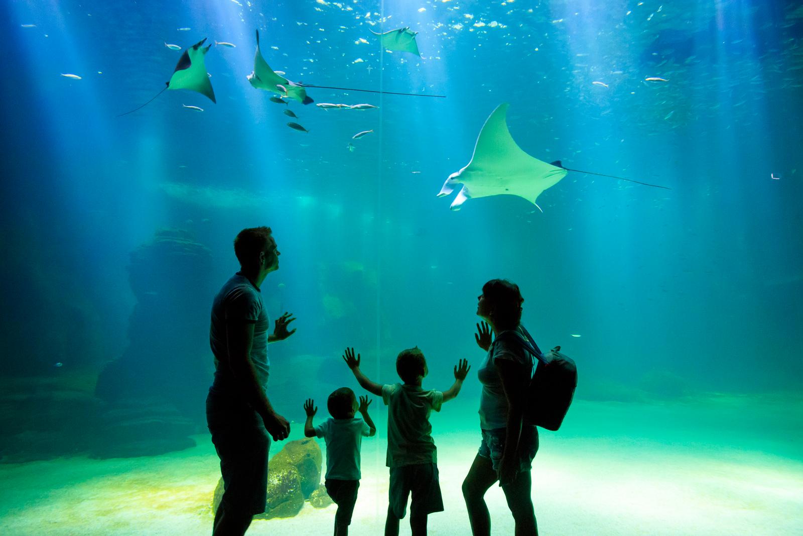 Boulogne-sur-Mer : Nausicaà 06