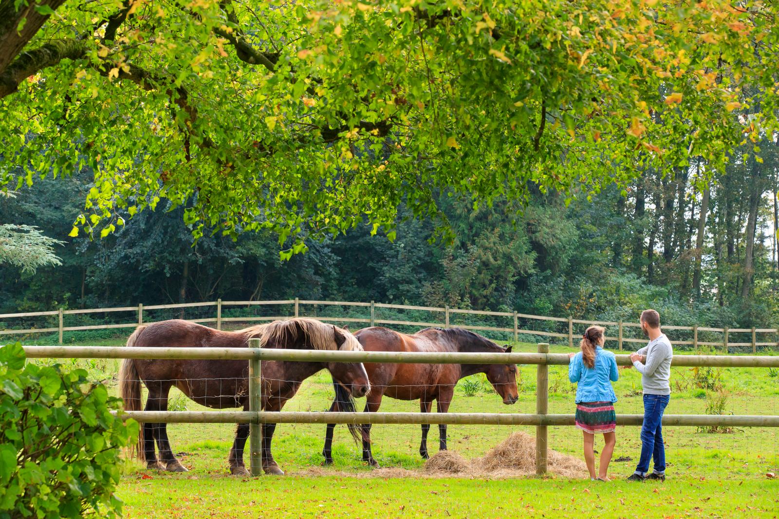 Bermicourt : la cour de Rémi - 08