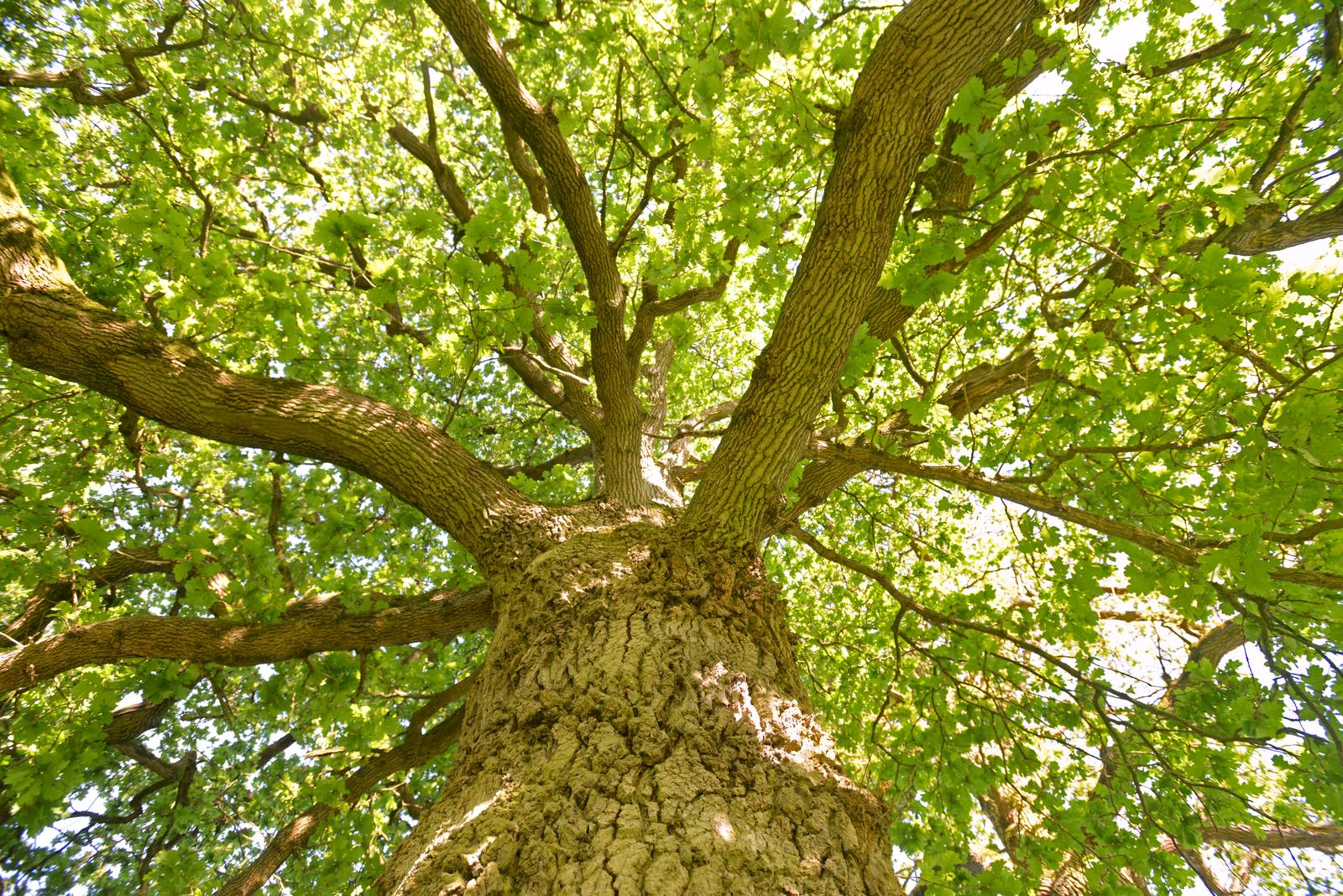 Port-le-Grand  : bois de Bonance 