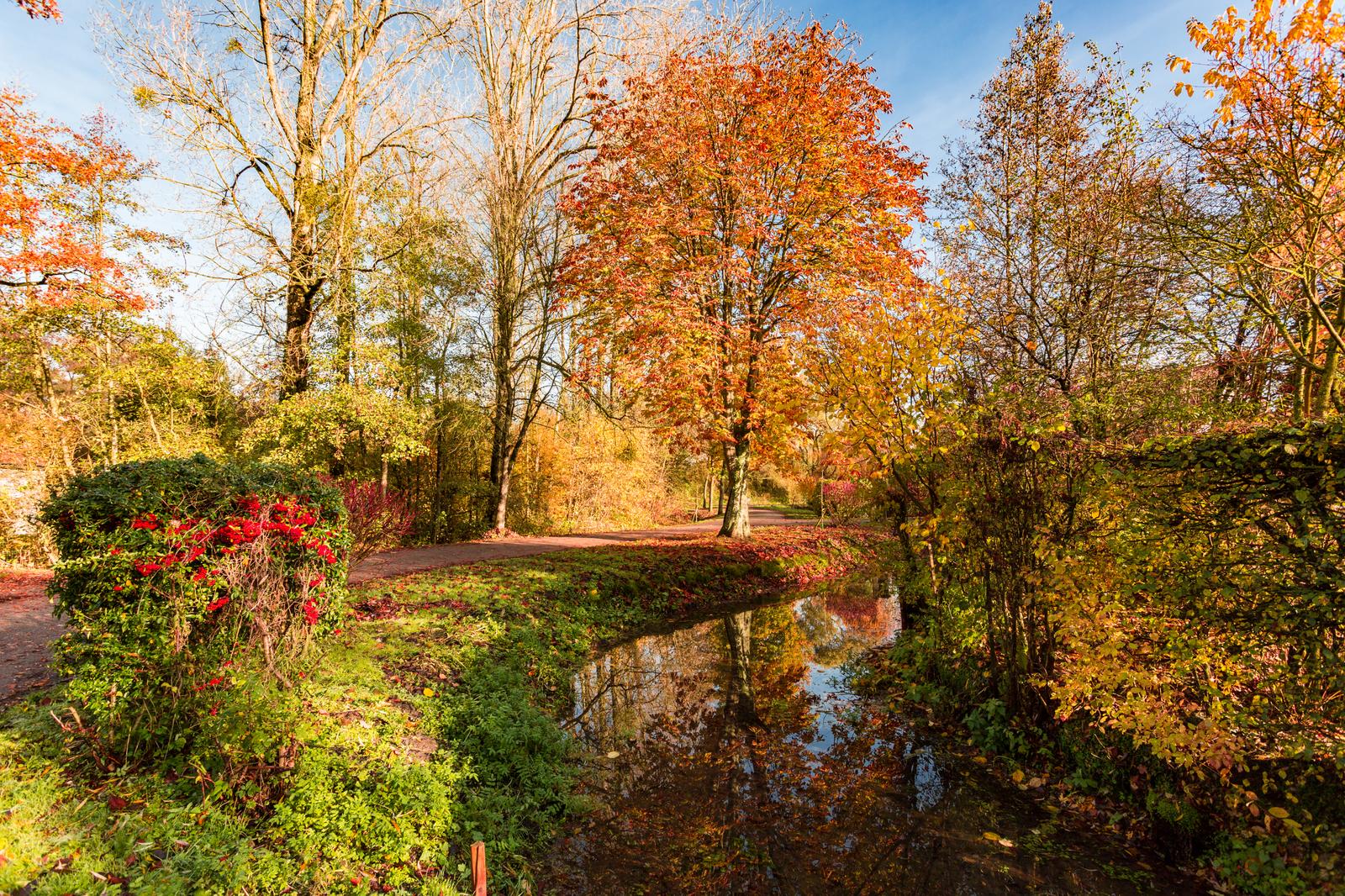 La Madelaine-sous-Montreuil : forêt
