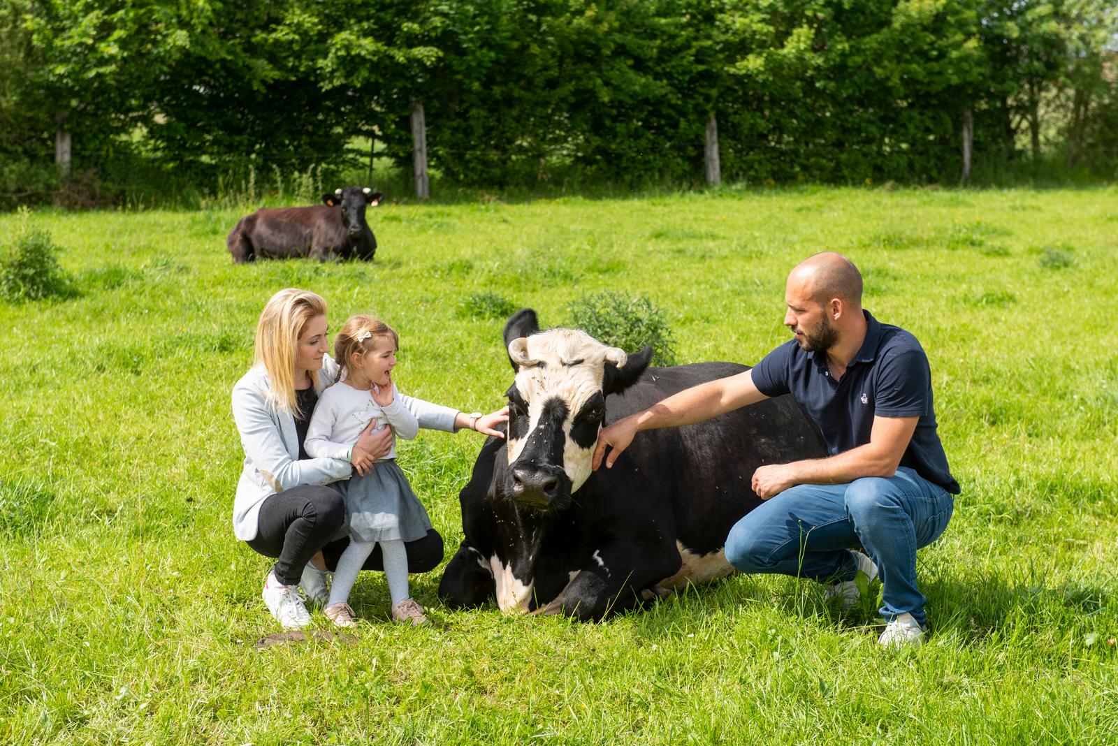 Villers-au-Tertre : vaches dans la pâture 01