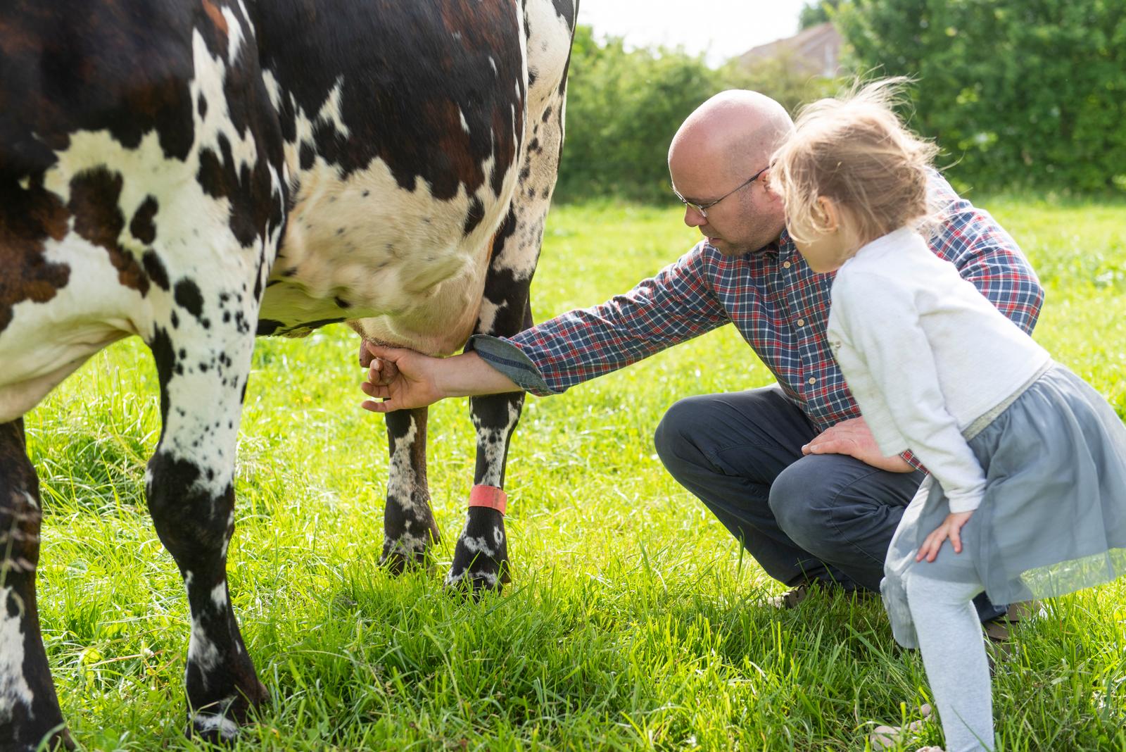 Villers-au-Tertre : traite de vache