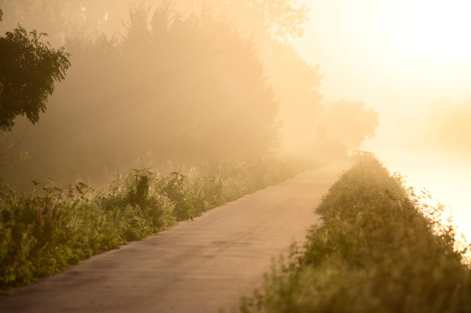 Noyon : chemin de halage dans la brume