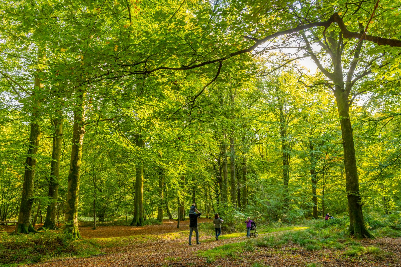 Crécy-en-Ponthieu : forêt 24