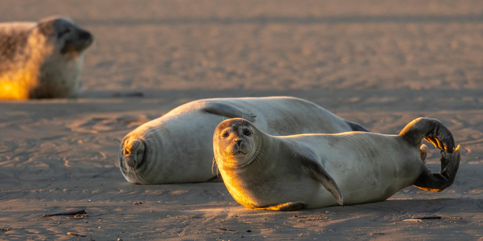 Le Hourdel - phoques