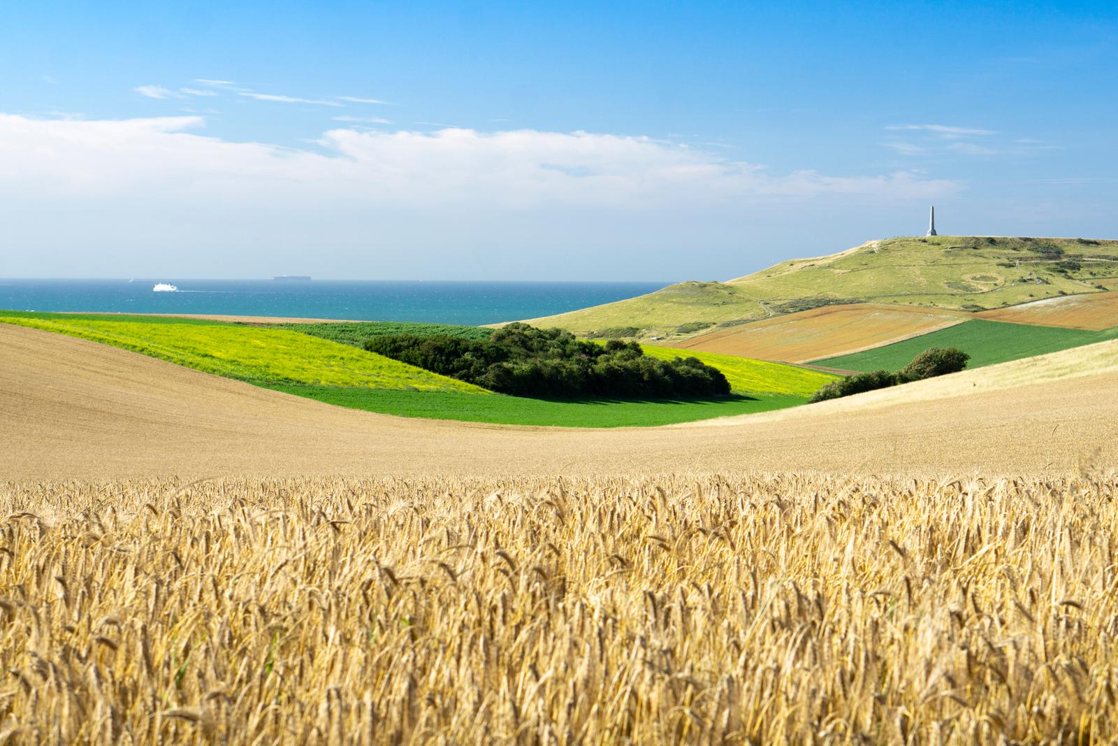Cap Blanc-Nez : champs