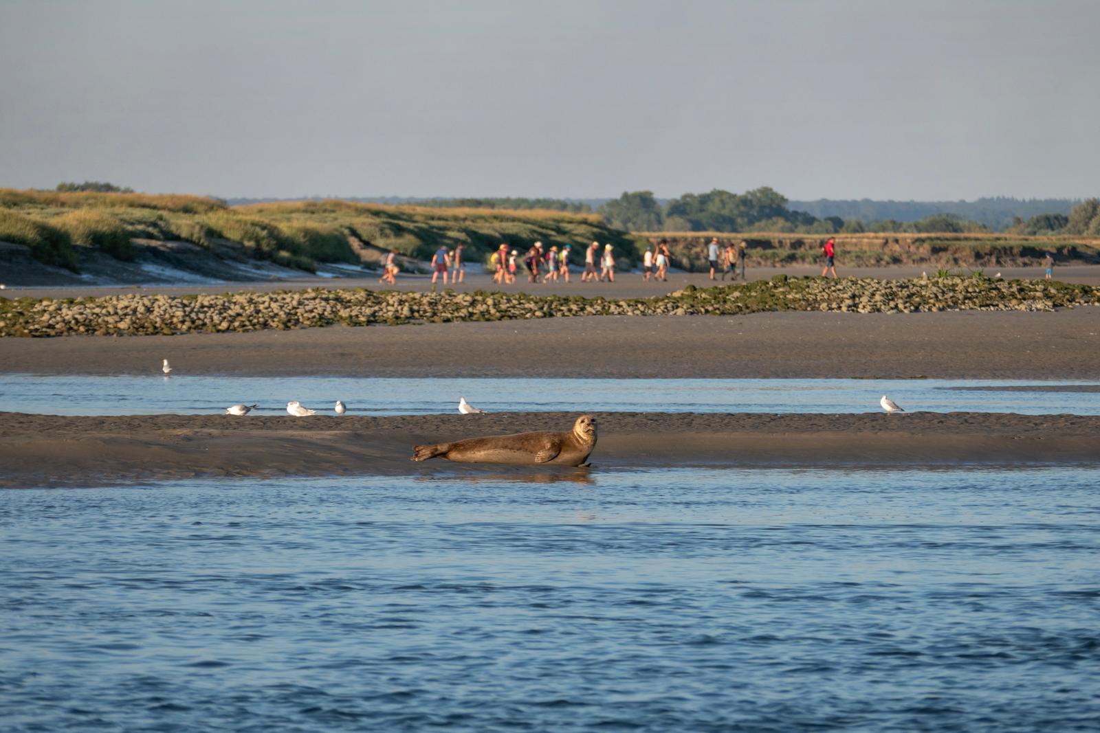 Le Hourdel  : phoque sur la plage au soleil