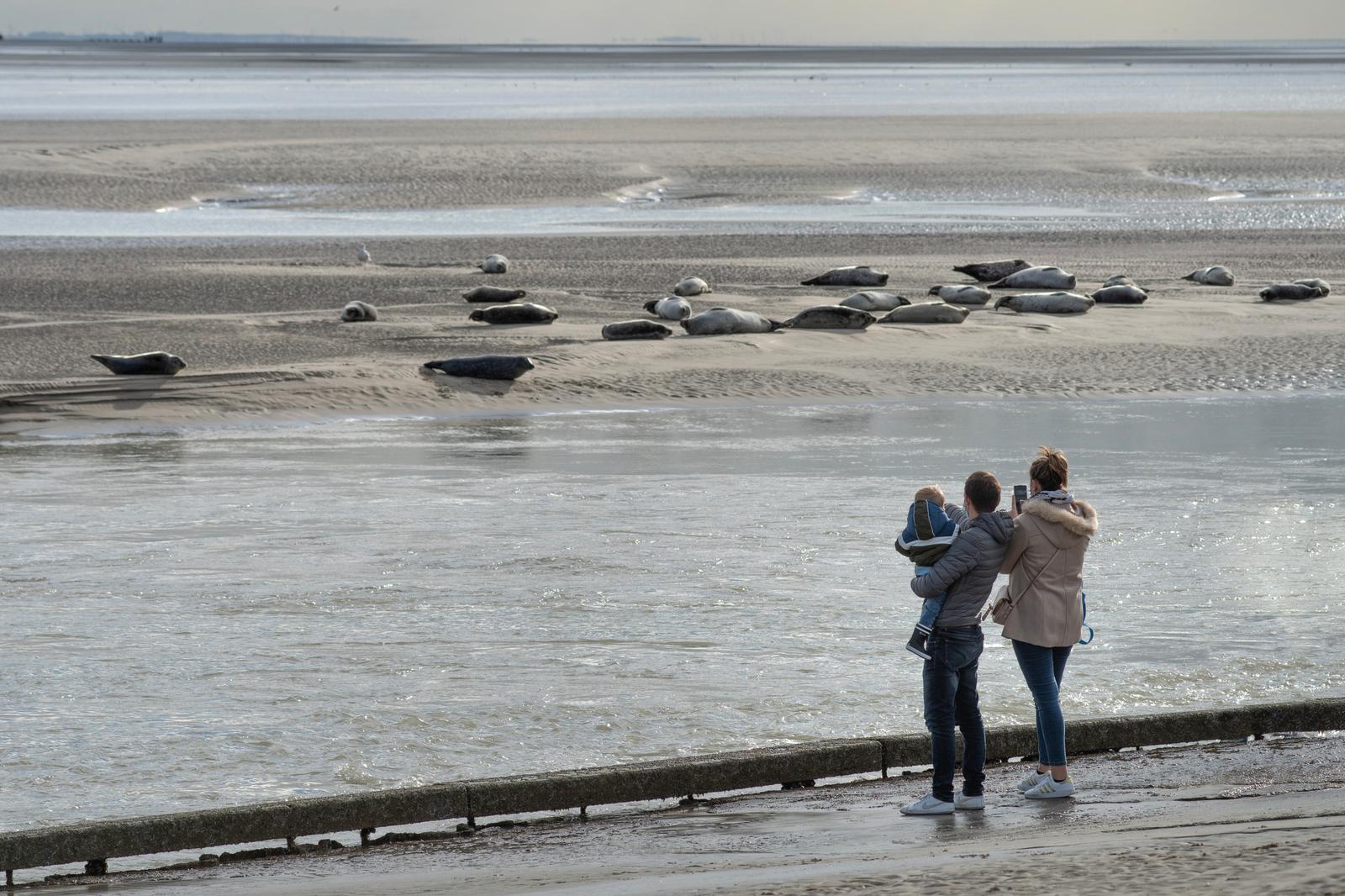 Famille observant les phoques sur la plage