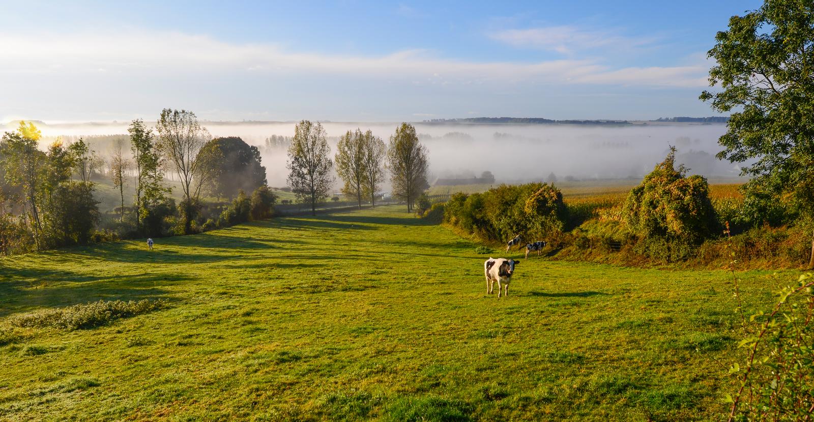 Paysage du Ternois - vaches dans le bocage sous la brume