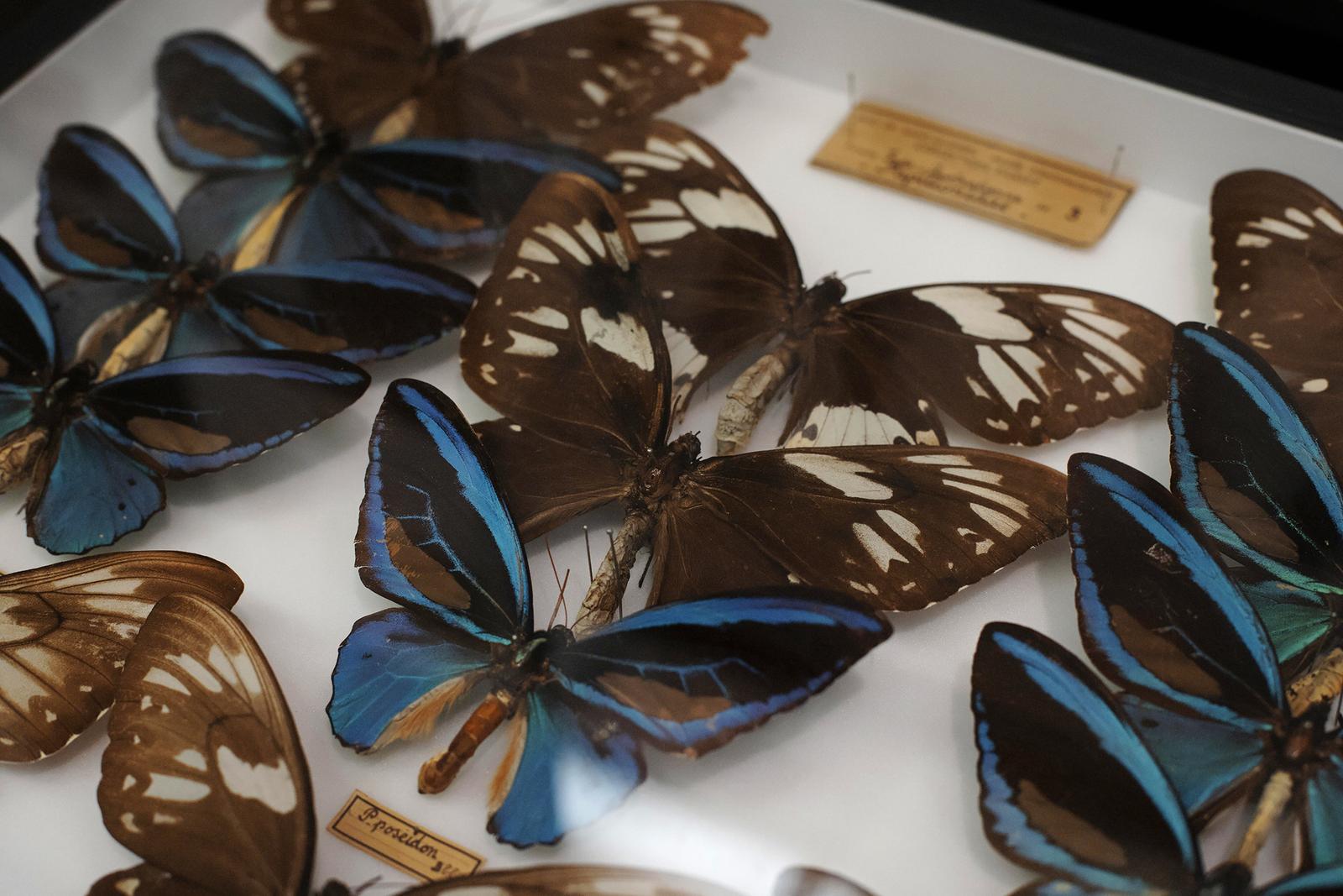 Saint-Quentin : le musée des papillons 15
