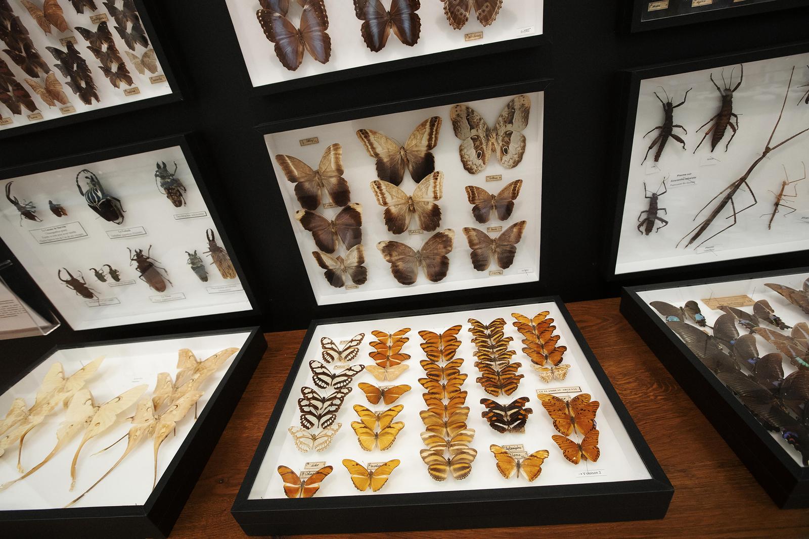 Saint-Quentin : le musée des papillons 07