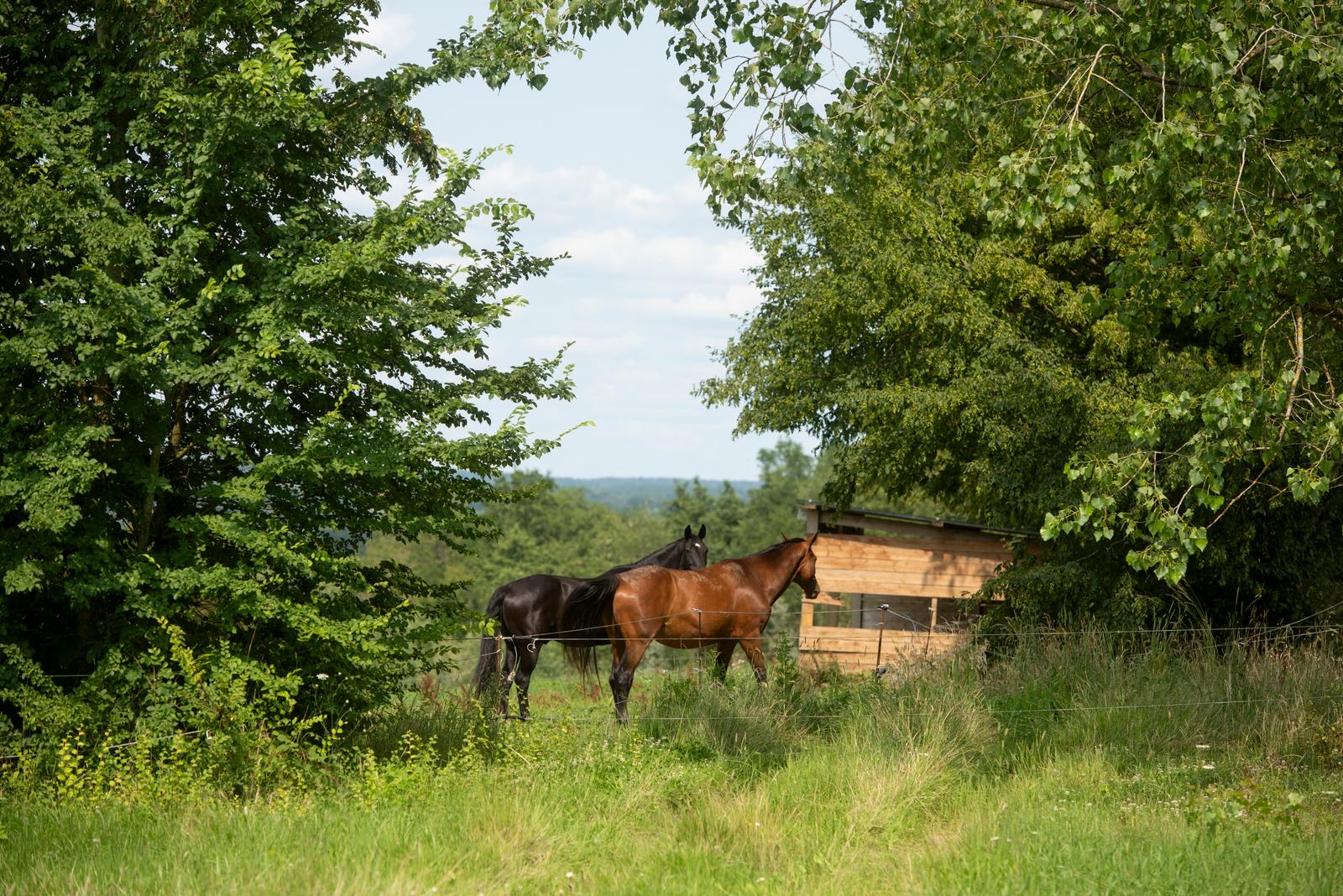 Etréaupont : chevaux dans la nature au domaine des Foulons