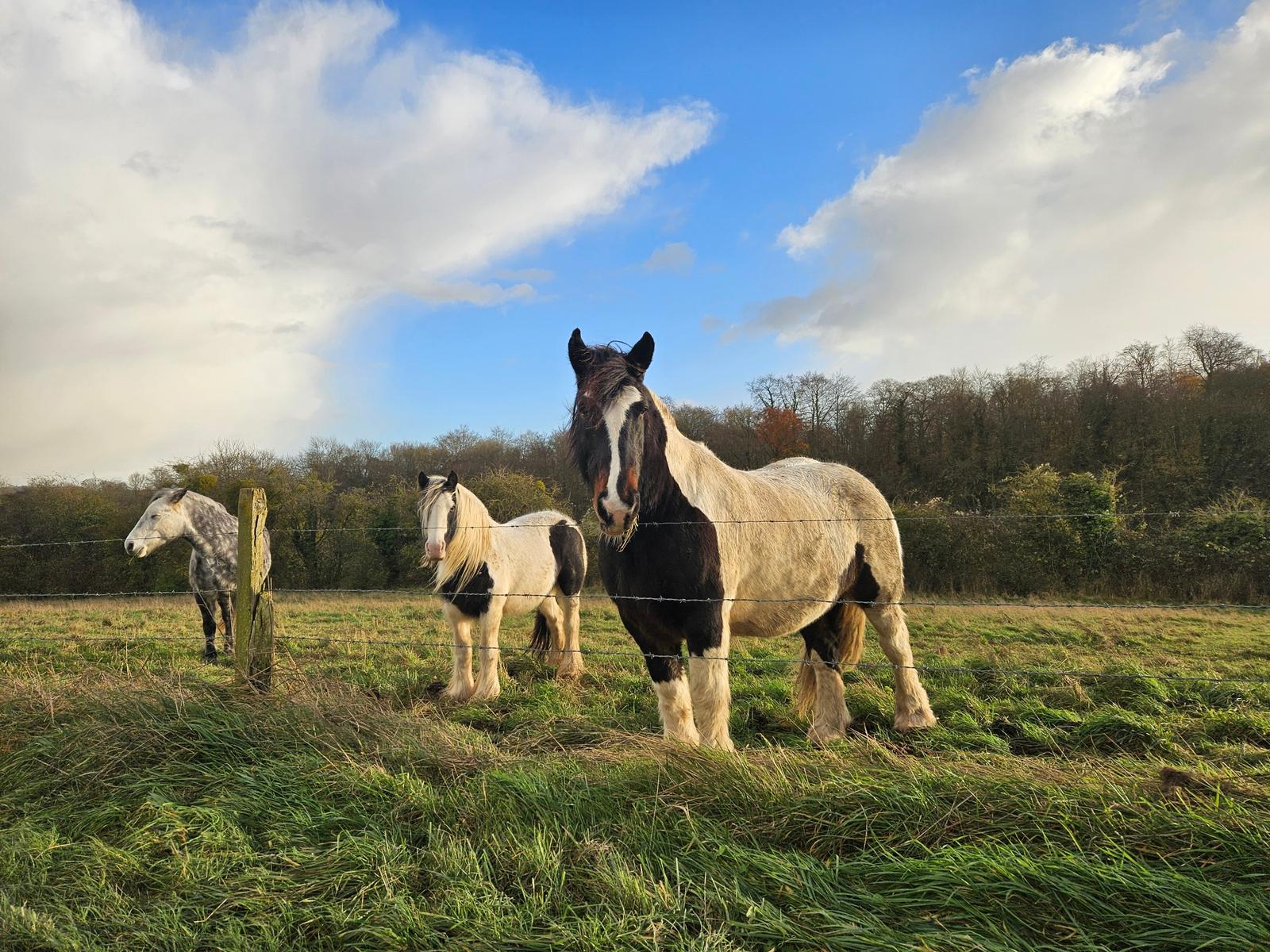 Conty : château de Luzières 30