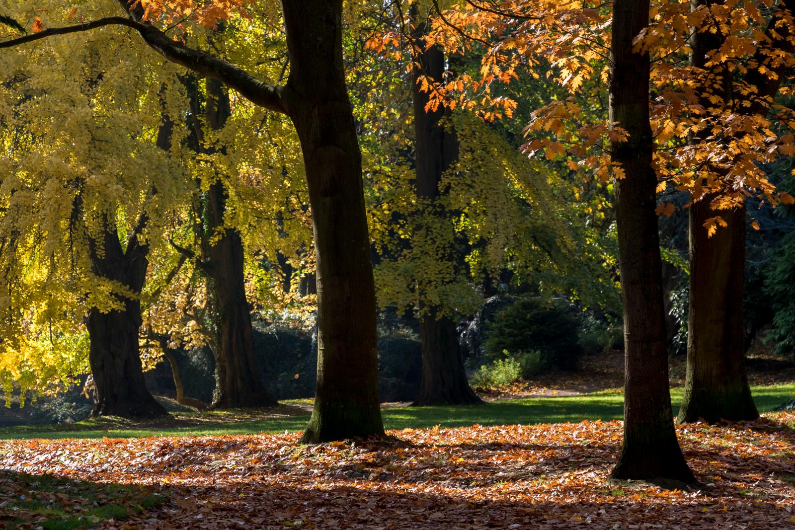 Douai : Parc Bertin 03