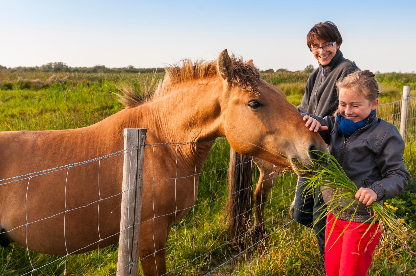Fillette caressant un cheval Henson