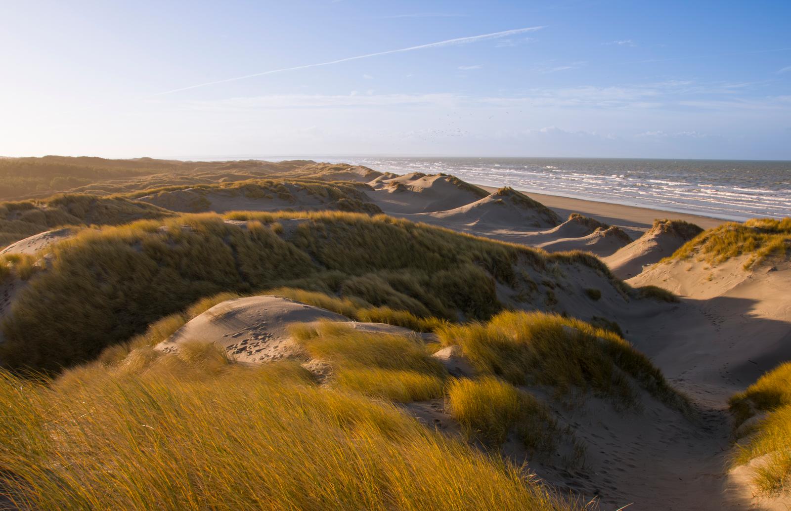 Saint-Quentin-en-Tourmont : dunes et oyats sur le sentier d'accès à la mer