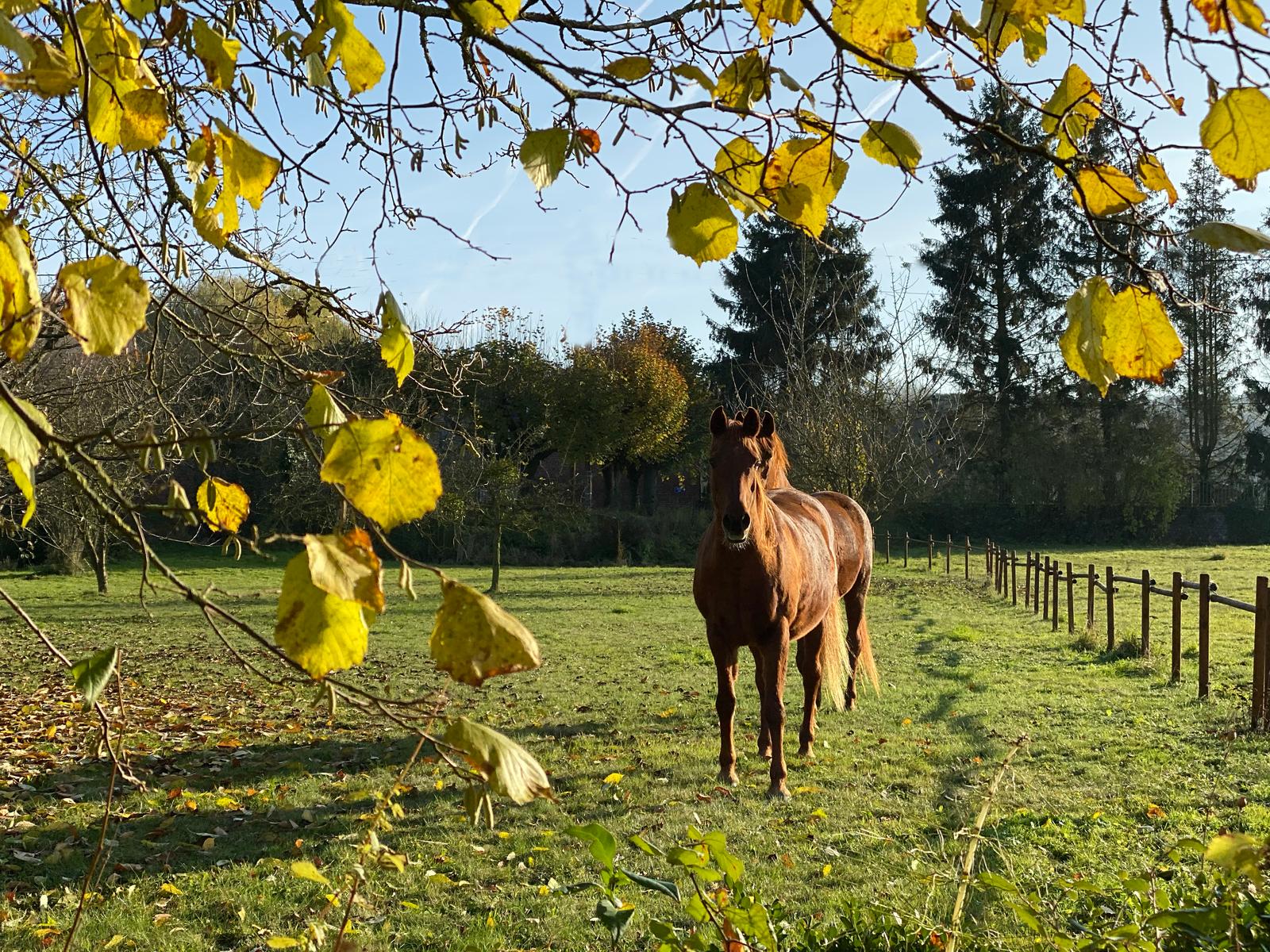 Beaugies-Sous-Bois - Ferme du Tao 34