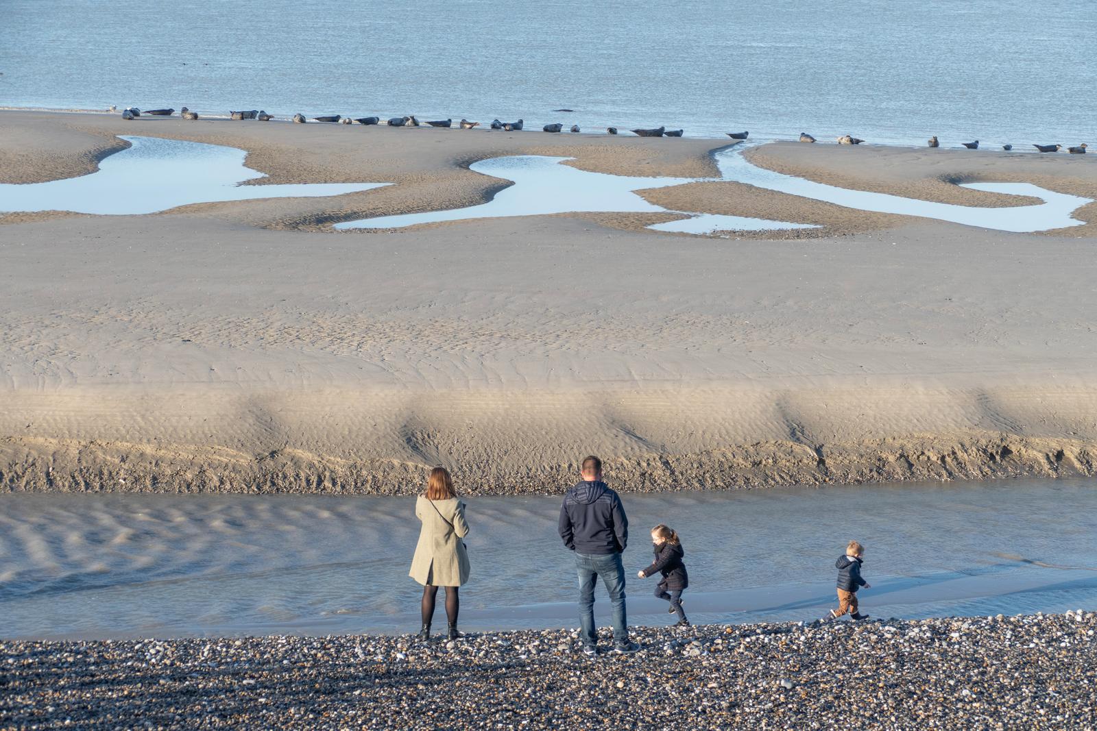 Le Hourdel : phoques en famille automne