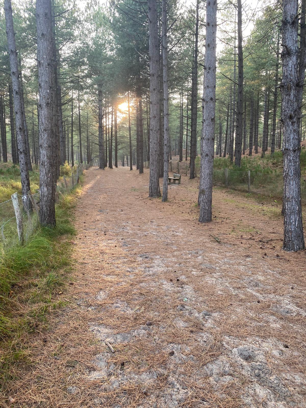 Saint-Quentin-en-Tourmont : sentier d'accès à la merIMG-20260203-WA0022