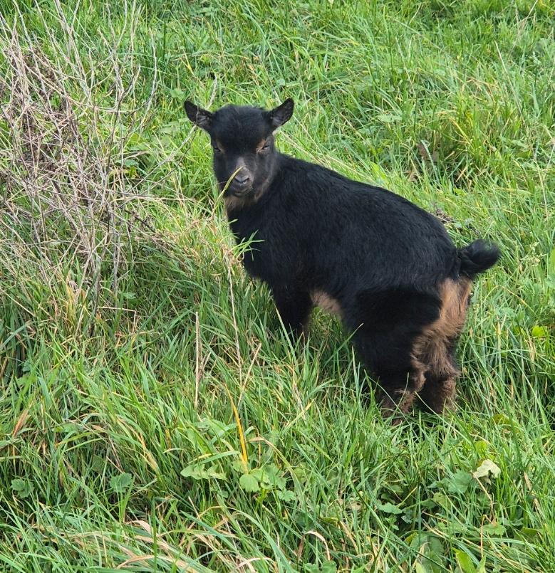 Bernay-en-Ponthieu : Domaine des Célestins - animaux 07