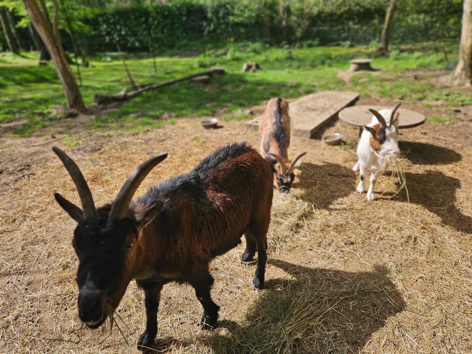 Crécy-en-Ponthieu : La Fermette des Ramolleux 21