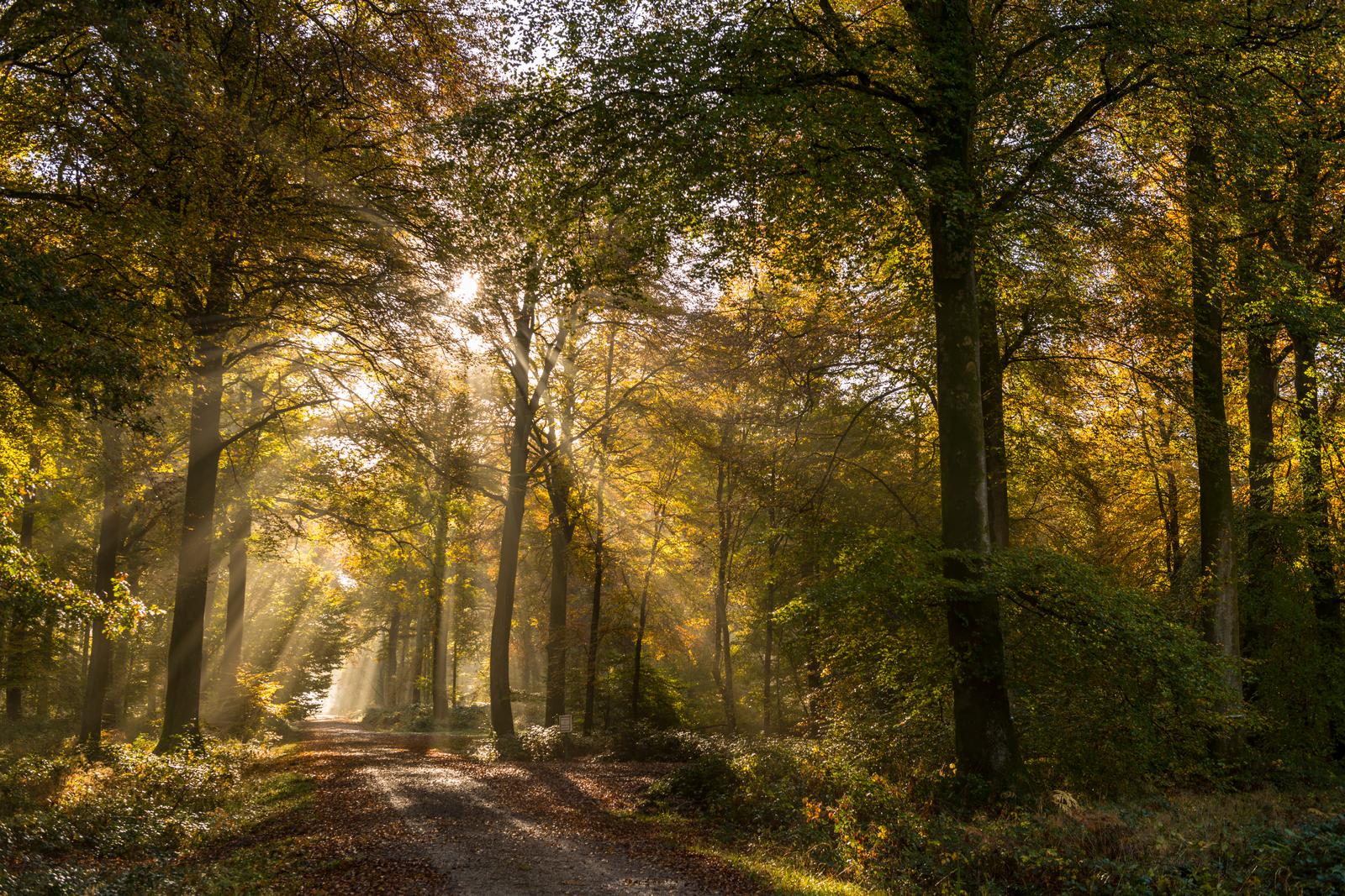 Crécy-en-Ponthieu : forêt 33