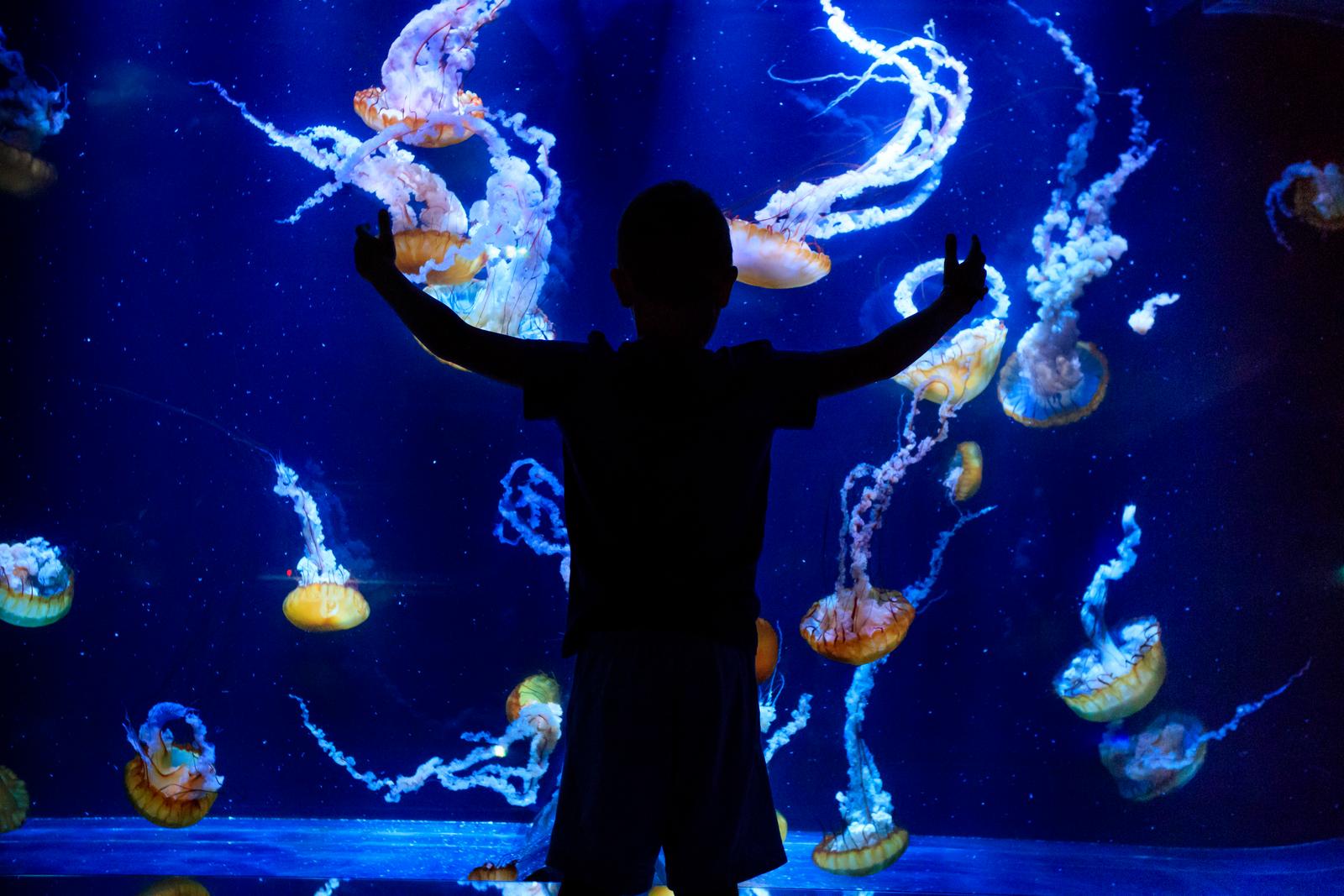 Boulogne-sur-Mer : Nausicaà 17