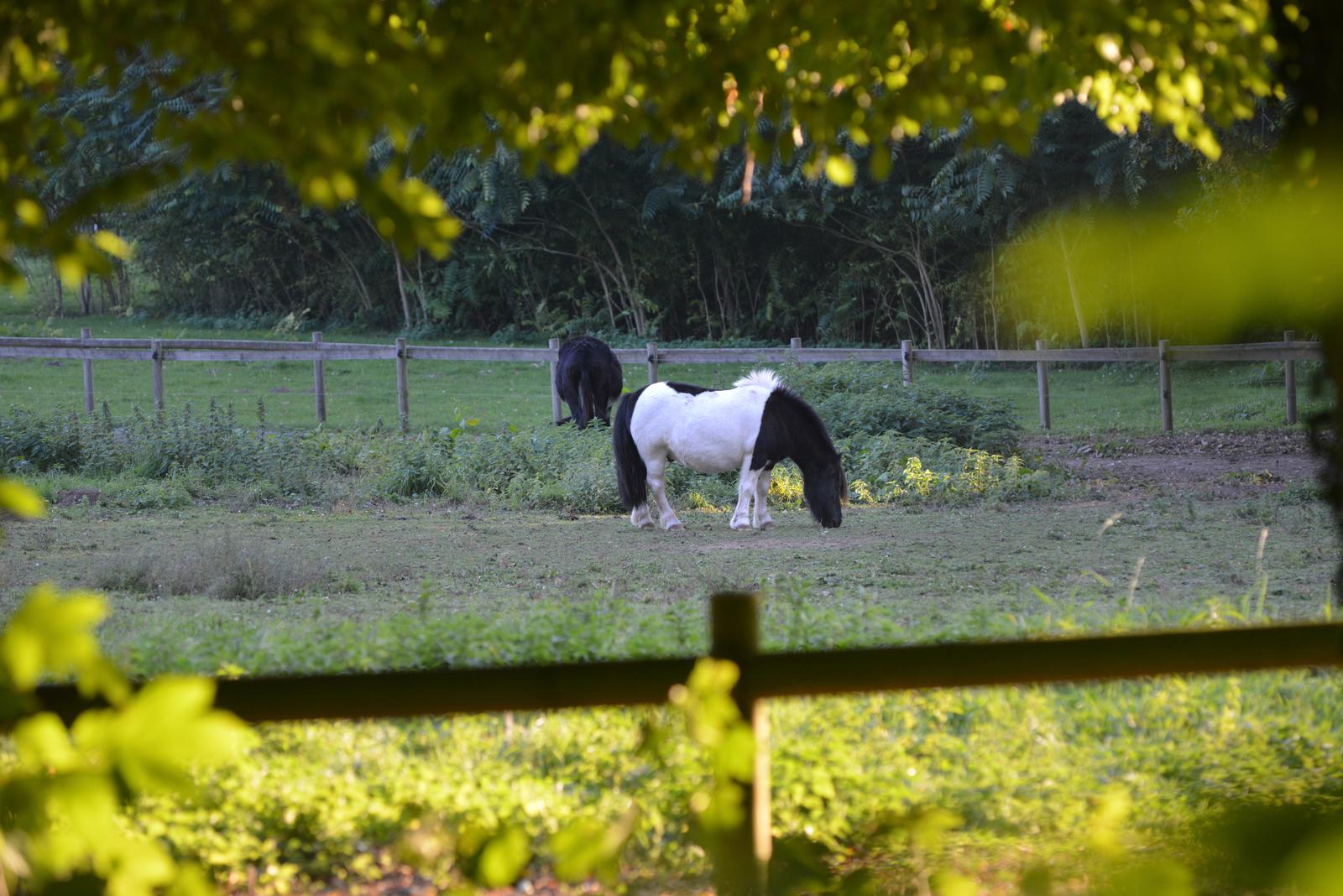 Port-le-Grand : château des Tilleuls, poneys en pâture