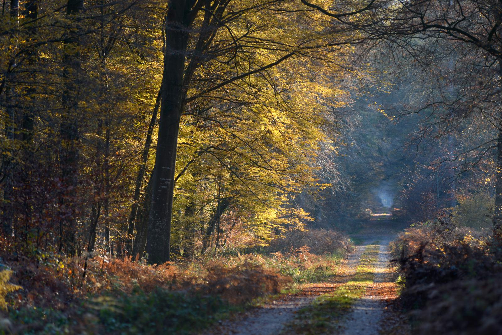 Sentier en forêt de Crécy-en-Ponthieu