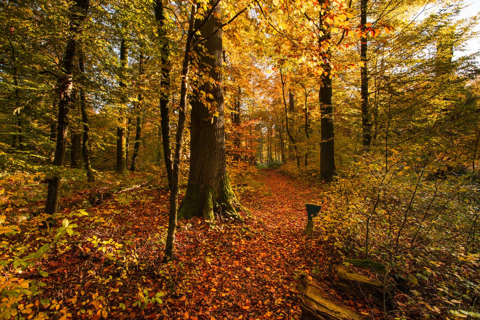 Hesdin : la forêt 03