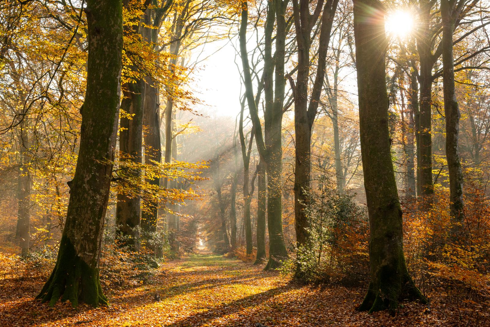 Crécy-en-Ponthieu : forêt 25