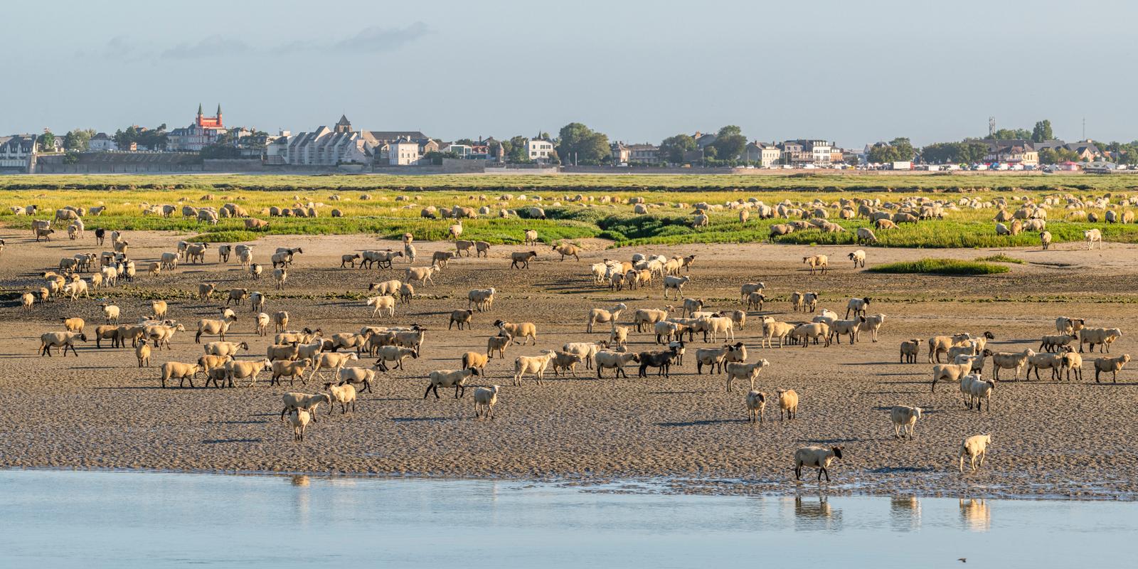 Saint-Valery-sur-Somme : moutons de prés-salés sur la plage