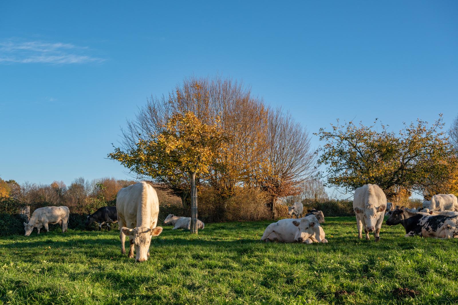 Vaches dans le bocage Avesnois 02
