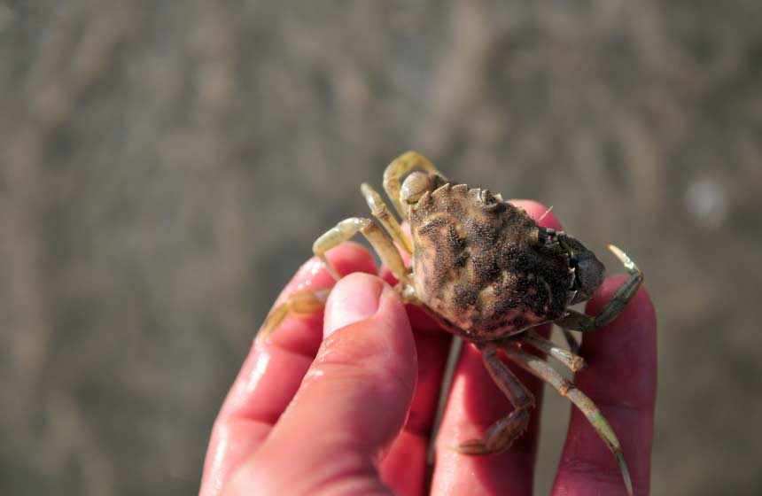 A la pêche aux crabes dans les rochers de Ault