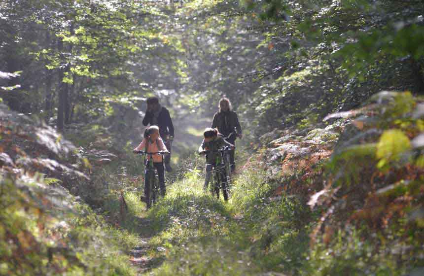 Louez des vélos sur place et partez en forêt !