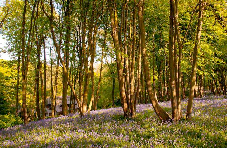 Le Bois de Cise couvert de jacynthes sauvages au printemps