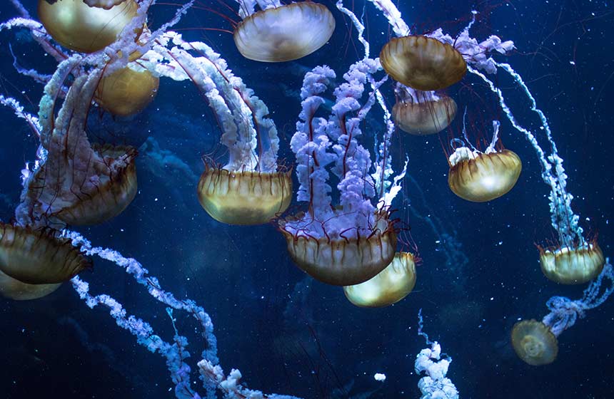 A Boulogne-sur-Mer : les méduses de Nausicaa