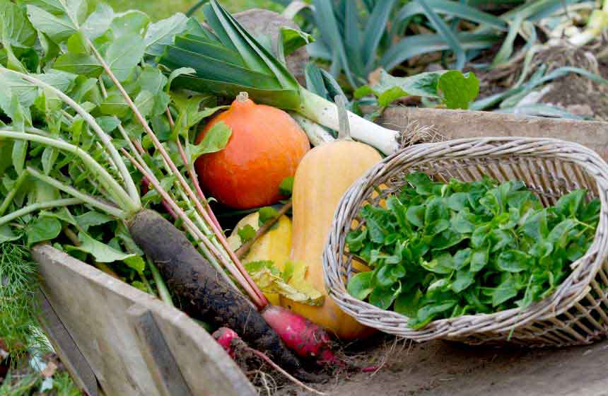 Des légumes bio tout frais à ramener de votre week-end ! 